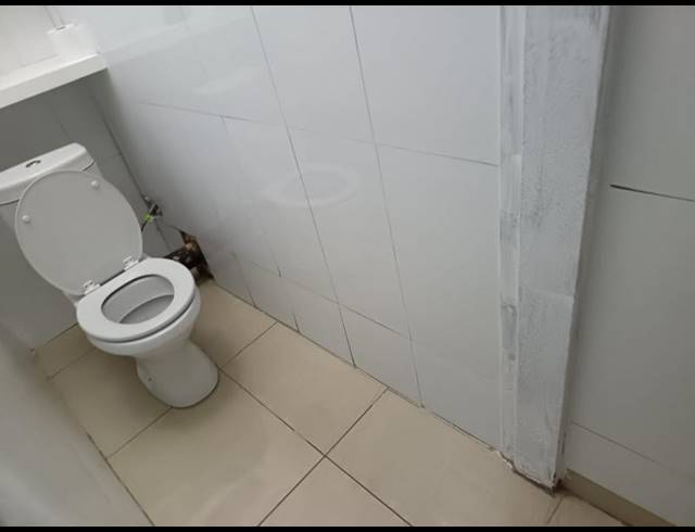 3 BEDROOM PROPERTY TO RENT IN WITPOORTJIE